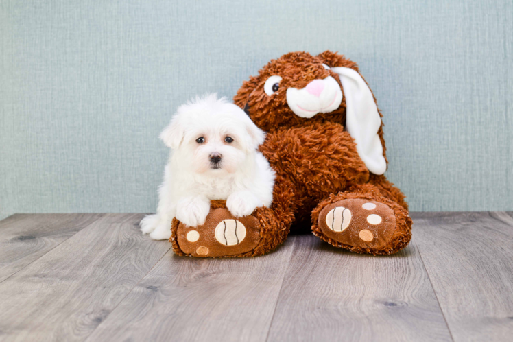 Best Maltipoo Baby