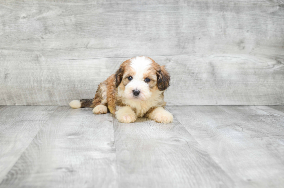 Mini Bernedoodle Pup Being Cute