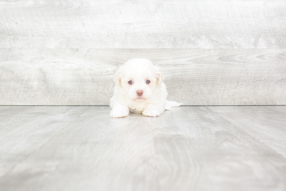 Hypoallergenic Havanese Purebred Pup