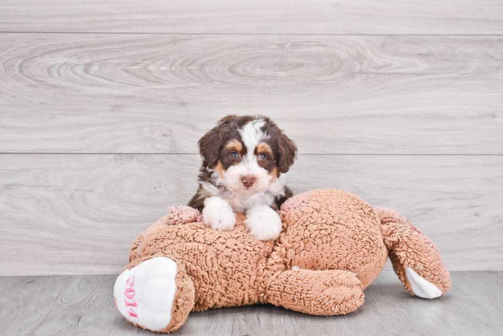 Fluffy Mini Aussiedoodle Poodle Mix Pup