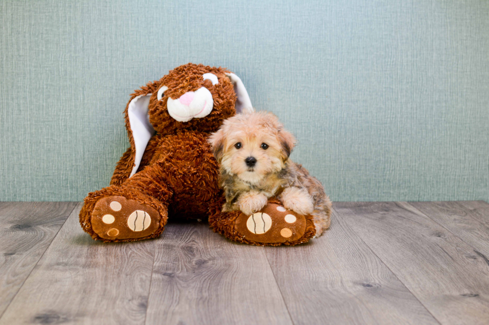 Playful Yorkie Designer Puppy