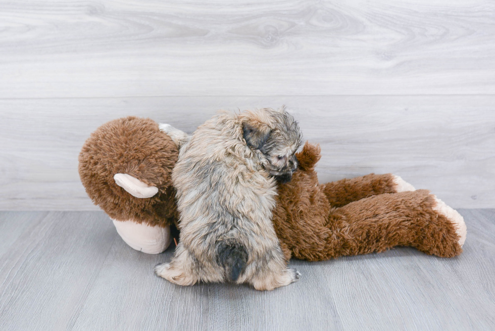 Petite Maltipoo Poodle Mix Pup