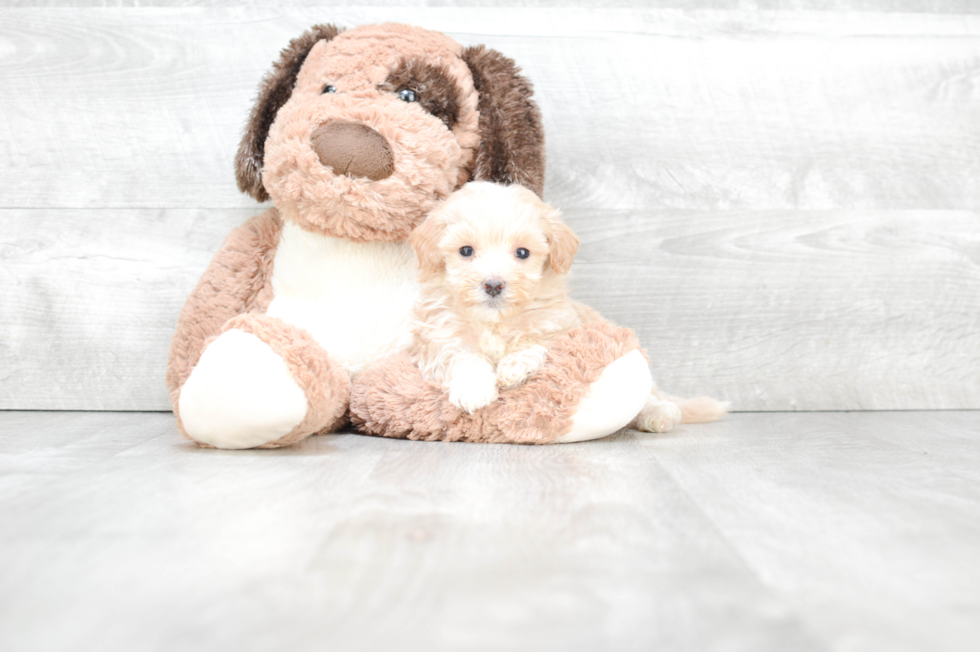 Fluffy Maltipoo Poodle Mix Pup