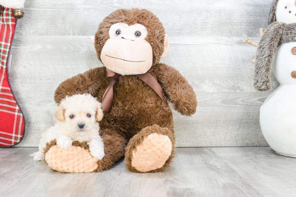 Best Maltipoo Baby