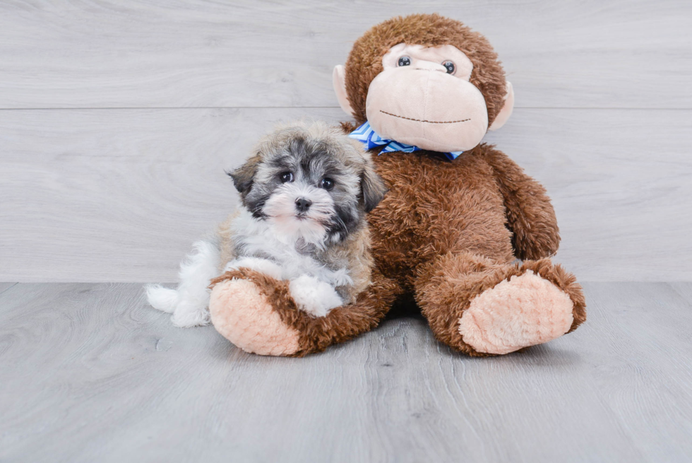 Popular Havanese Baby