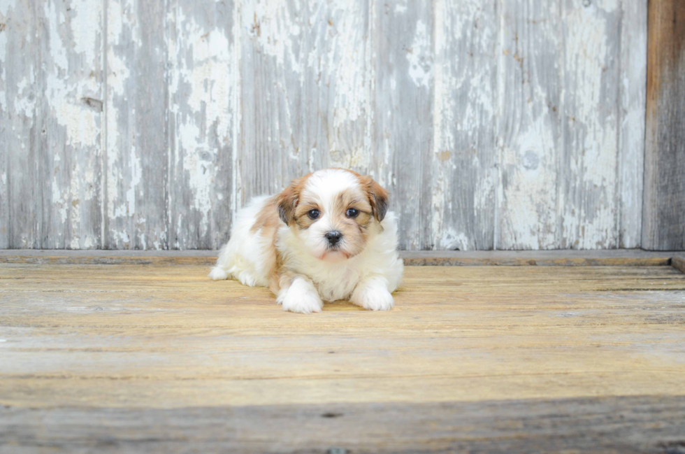 Cute Teddy Bear Baby