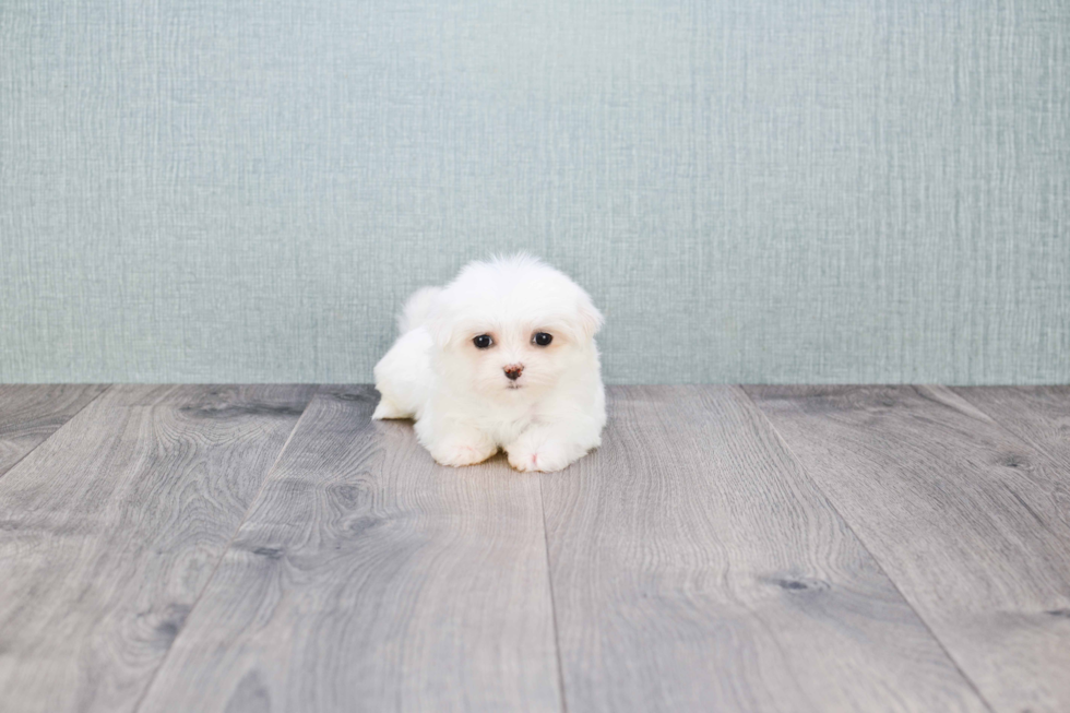 Fluffy Maltese Purebred Puppy