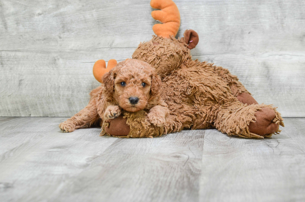 Friendly Mini Goldendoodle Baby