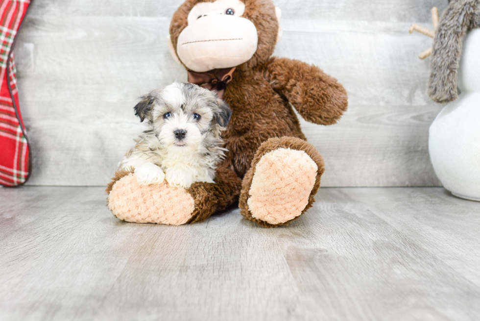 Sweet Havanese Purebred Puppy