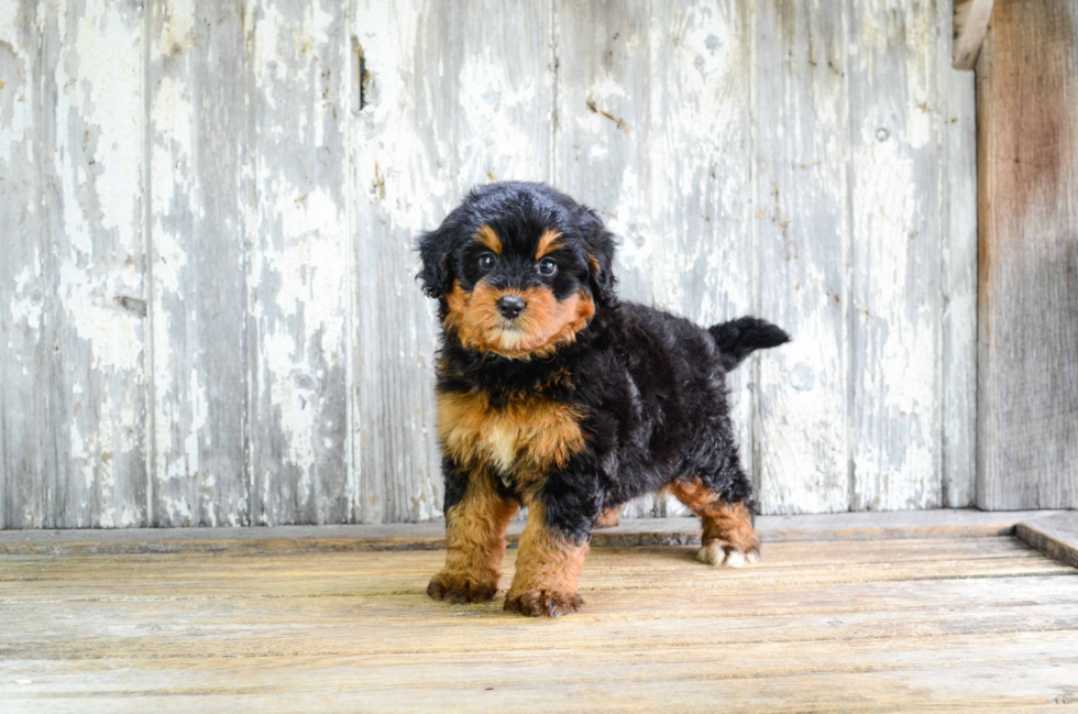 Happy Mini Bernedoodle Baby