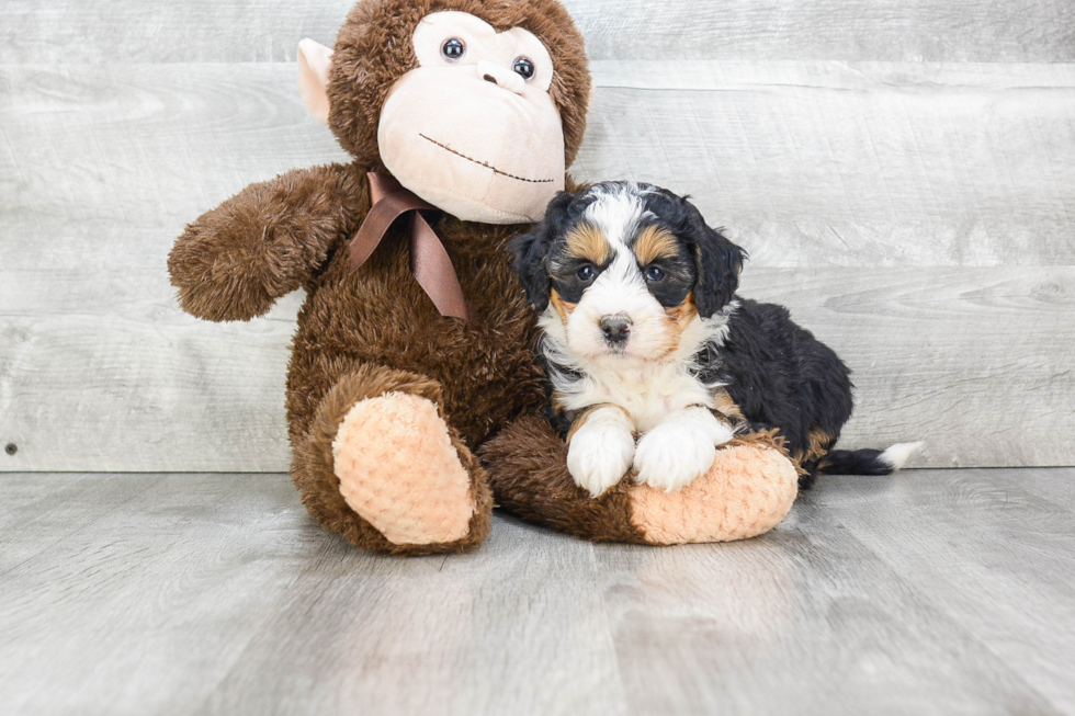 Friendly Mini Bernedoodle Baby