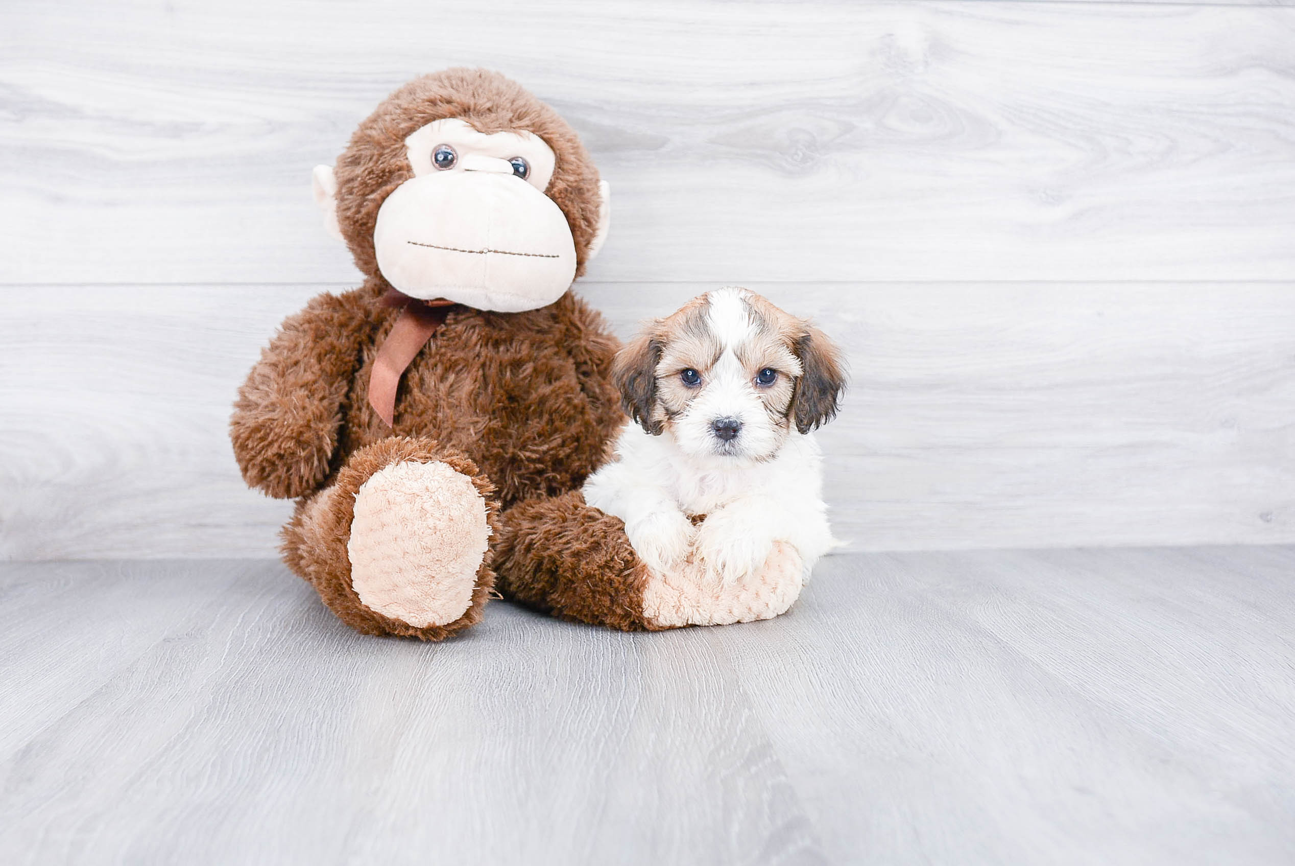 Cavachon Puppy for Adoption