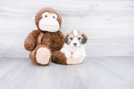 Cavachon Puppy for Adoption