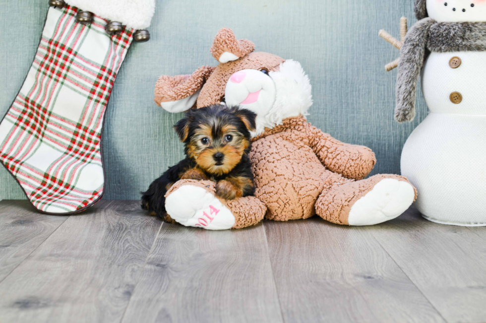 Meet Bella - our Yorkshire Terrier Puppy Photo 