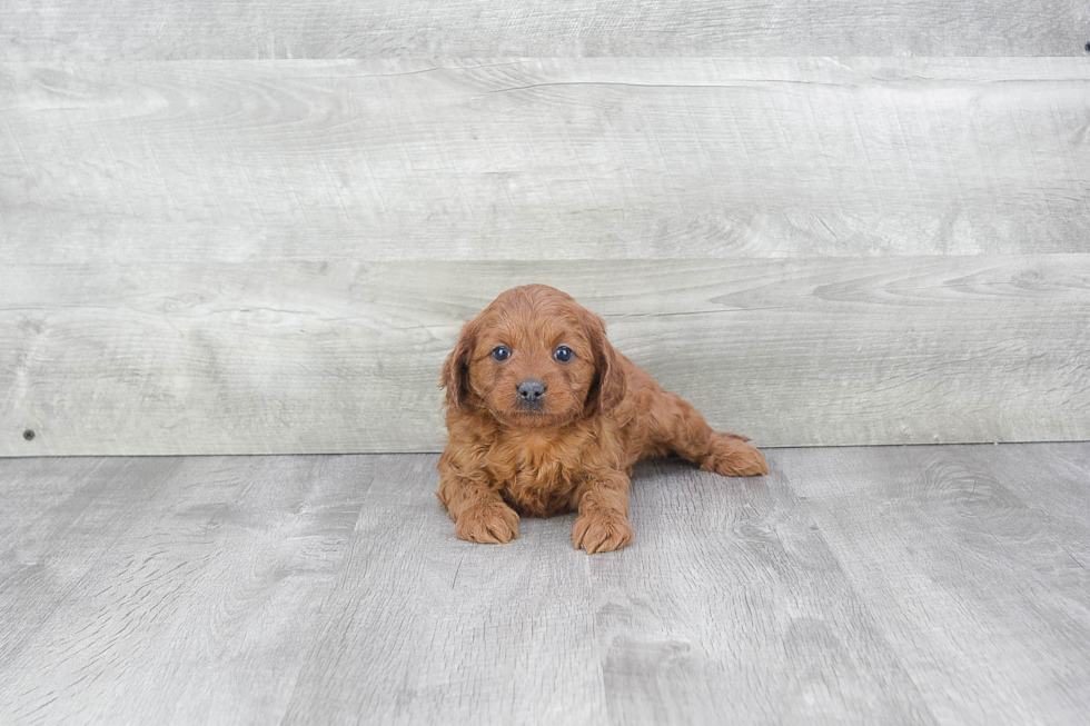 Small Cavapoo Baby