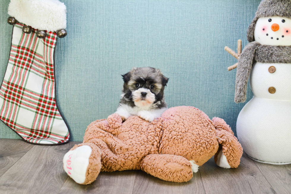 Best Havanese Baby