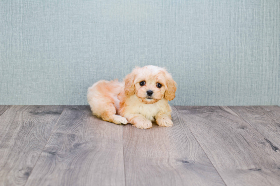 Happy Cavachon Baby