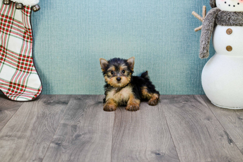 Meet Lisa - our Yorkshire Terrier Puppy Photo 