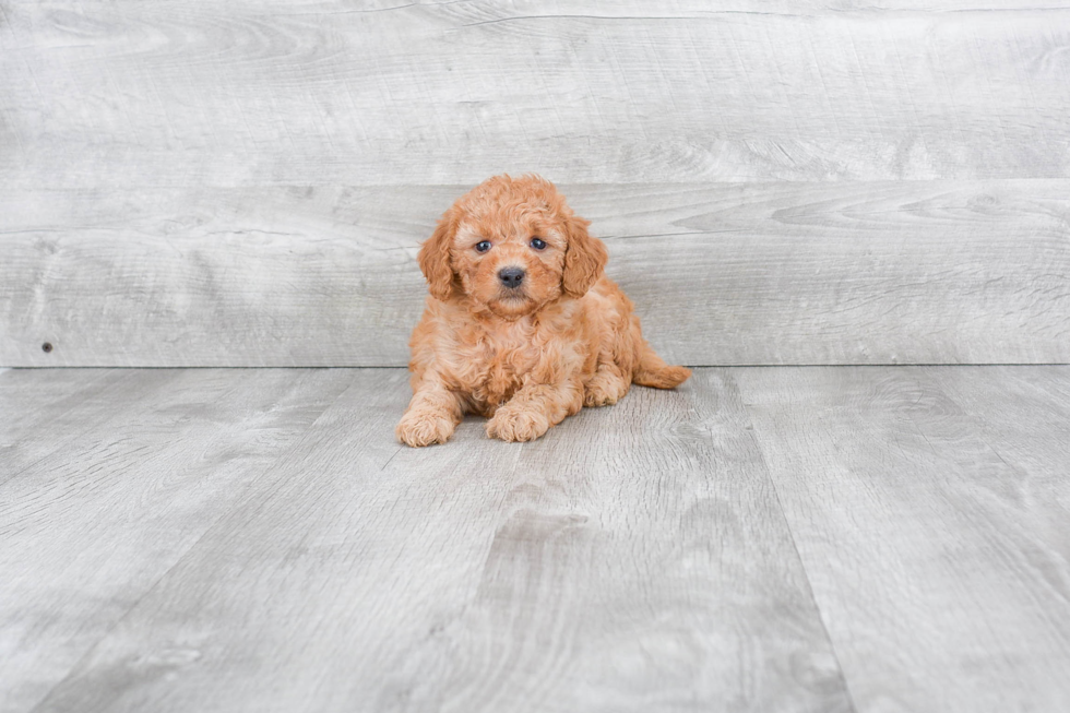 Hypoallergenic Golden Retriever Poodle Mix Puppy