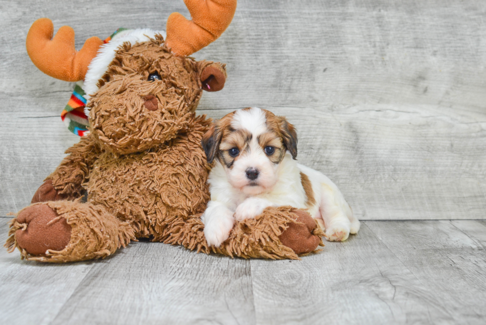 Popular Cavachon Designer Pup