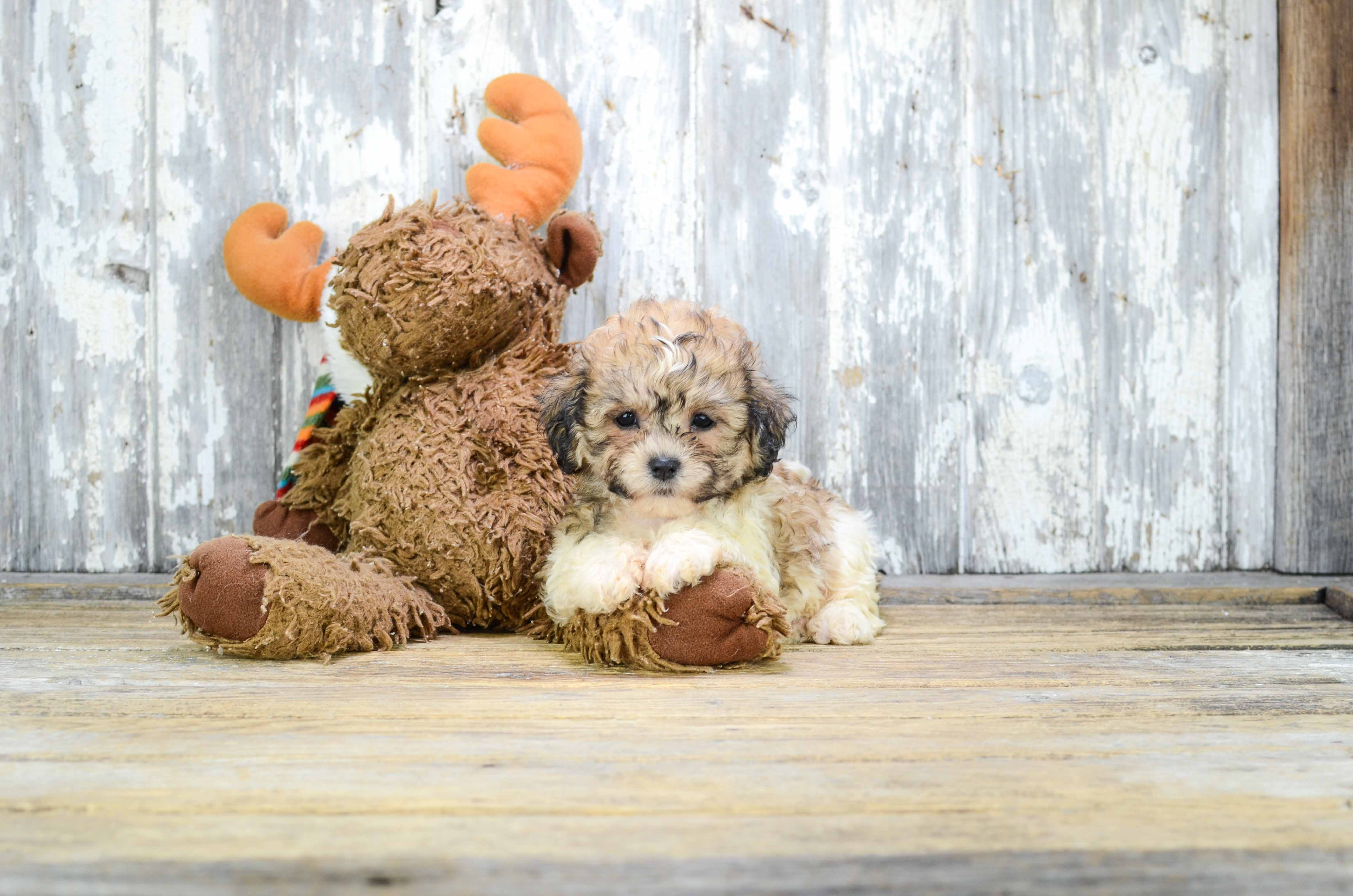 Happy Teddy Bear Baby