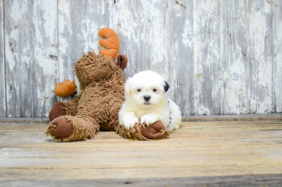 Teddy Bear Pup Being Cute