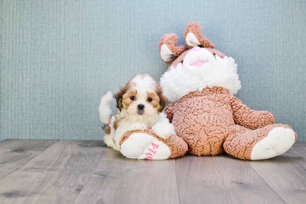 Teddy Bear Pup Being Cute