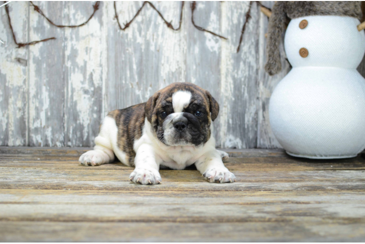 Best English Bulldog Baby