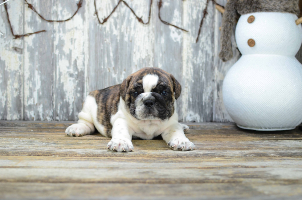 Best English Bulldog Baby