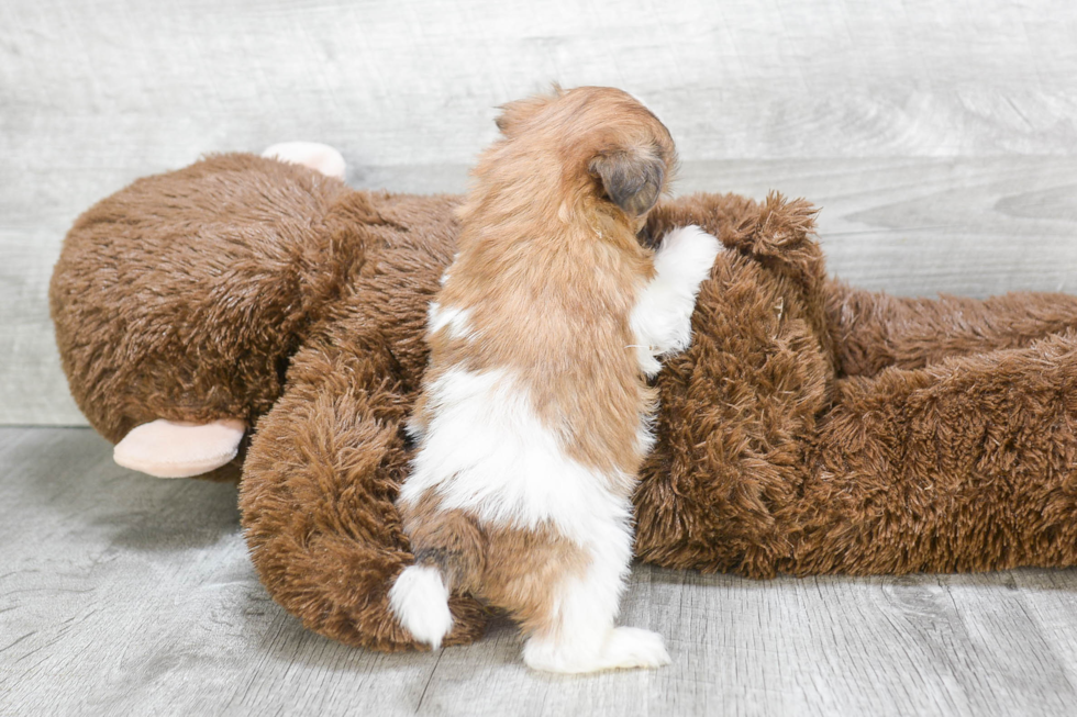 Teddy Bear Pup Being Cute