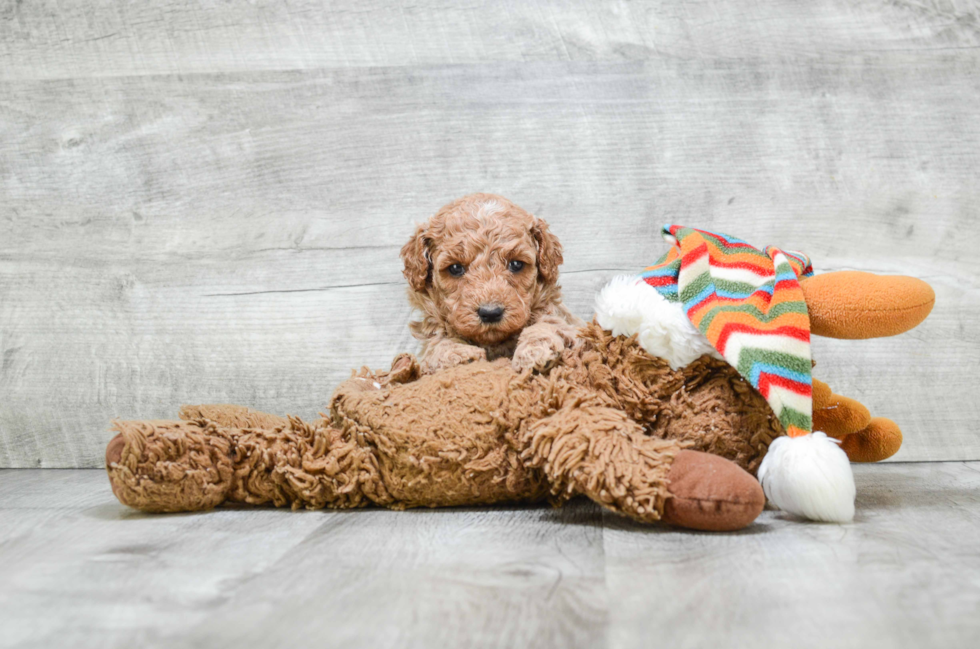 Smart Mini Goldendoodle Poodle Mix Pup