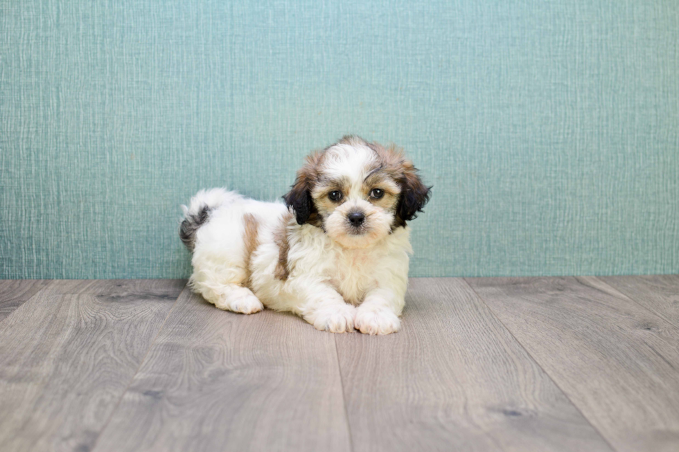 Energetic Shichon Designer Puppy