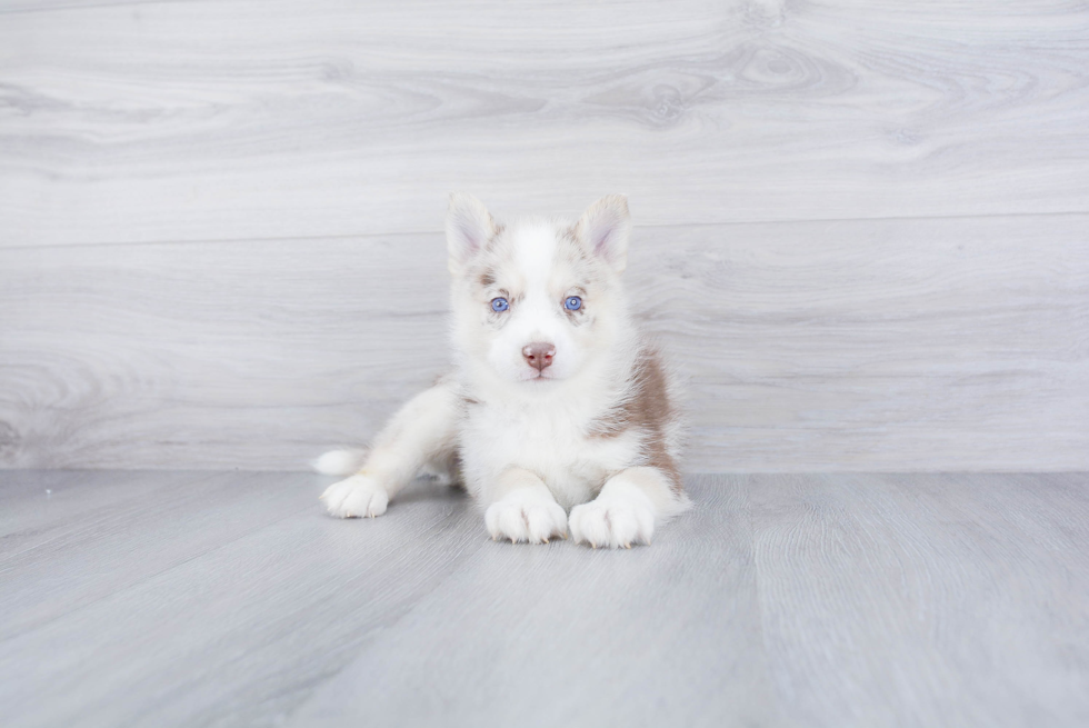 Best Pomsky Baby