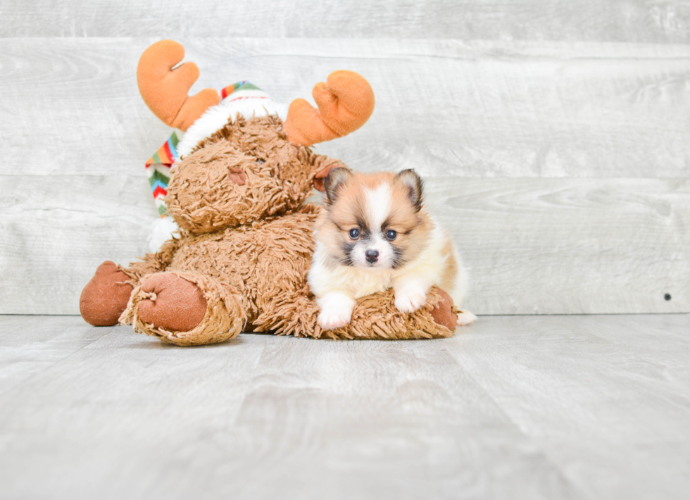 Cute Pomeranian Purebred Puppy