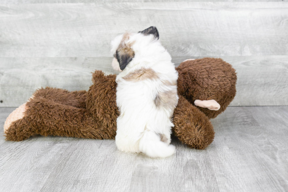 Petite Teddy Bear Designer Pup
