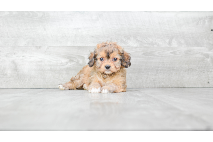 Hypoallergenic Cavalier Designer Puppy