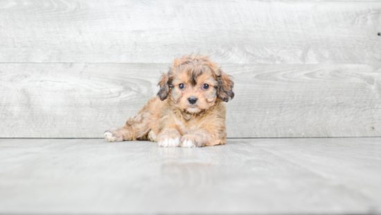 Hypoallergenic Cavalier Designer Puppy