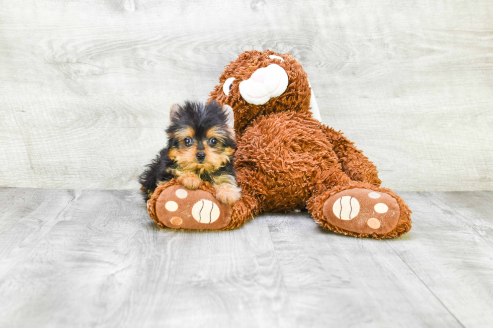 Meet Ronaldo - our Yorkshire Terrier Puppy Photo 