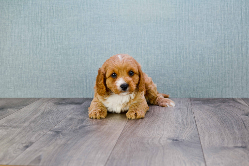 Cute Cavapoo Baby