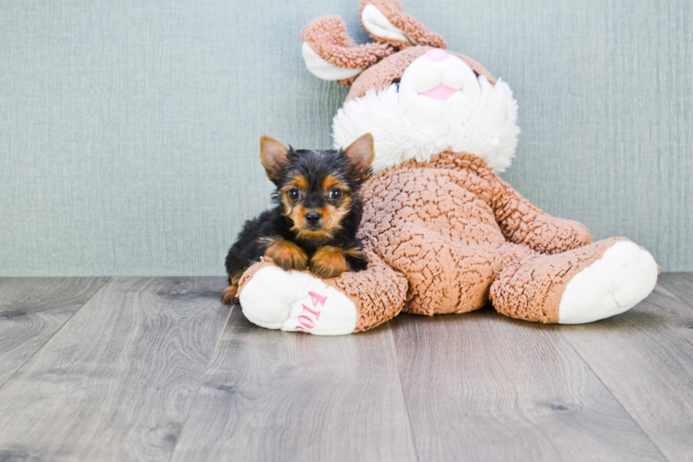 Meet Mindy - our Yorkshire Terrier Puppy Photo 