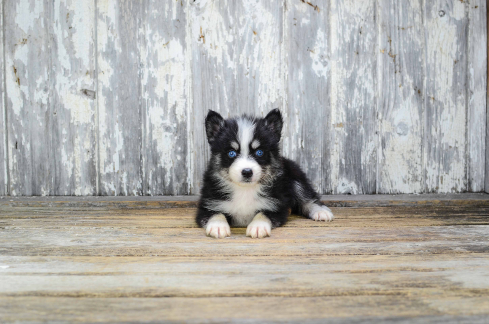 Happy Pomsky Baby