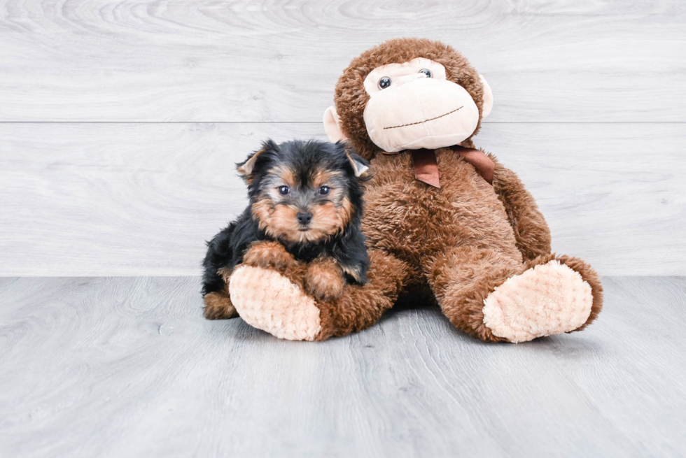 Meet Jeremy - our Yorkshire Terrier Puppy Photo 