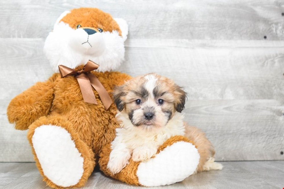 Cute Teddy Bear Baby