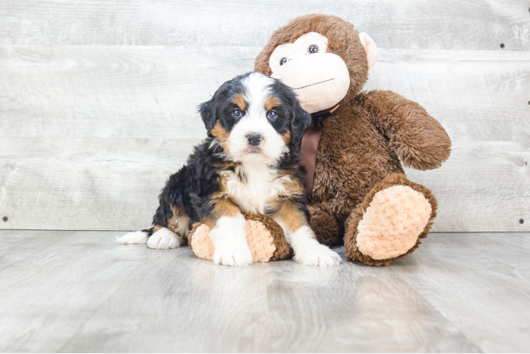 Happy Mini Bernedoodle Baby