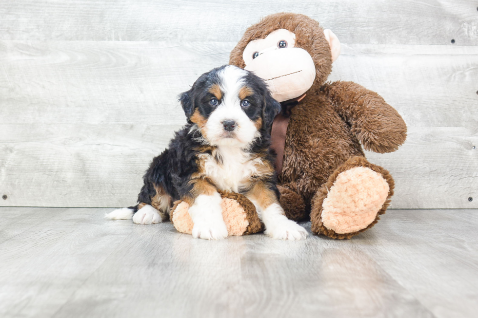 Happy Mini Bernedoodle Baby