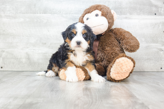 Happy Mini Bernedoodle Baby