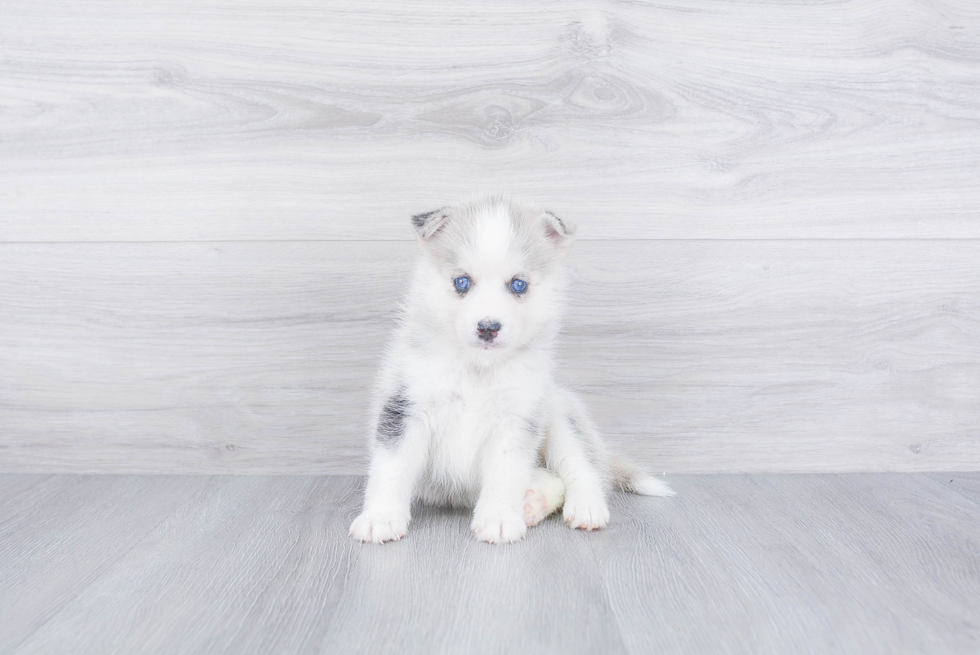 Pomsky Pup Being Cute