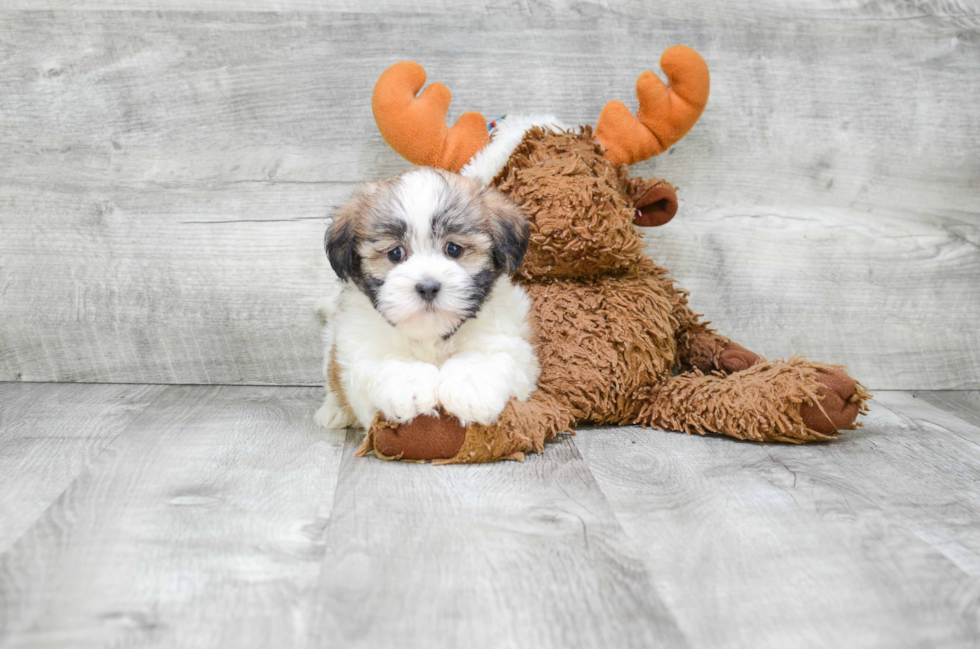 Energetic Shichon Designer Puppy