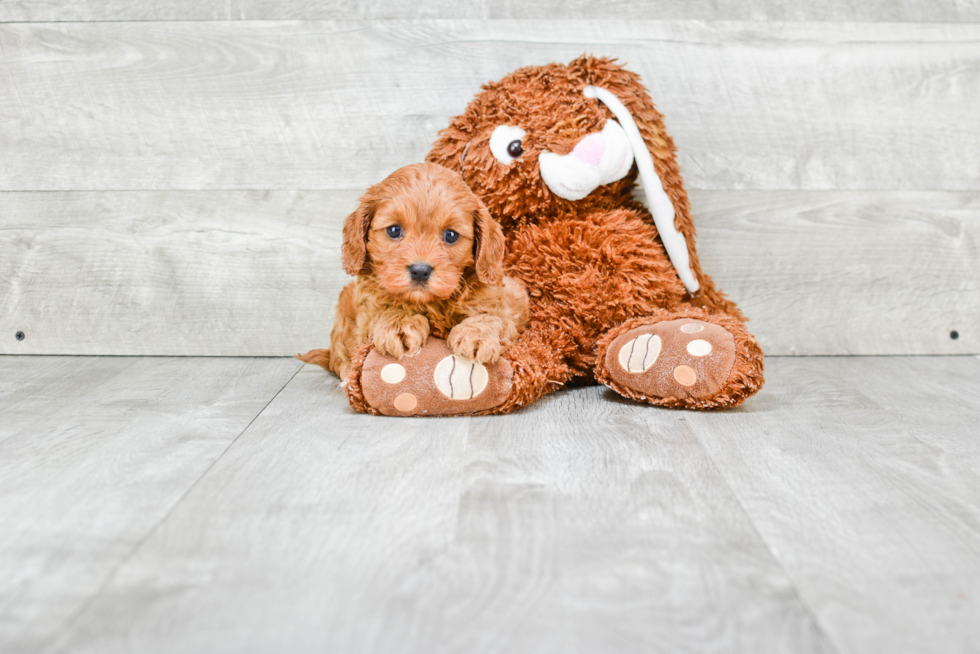 Cavapoo Pup Being Cute