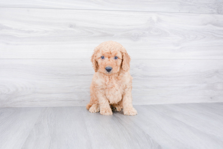 Mini Goldendoodle Puppy for Adoption